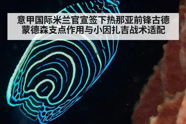 意甲国际米兰官宣签下热那亚前锋古德蒙德森支点作用与小因扎吉战术适配